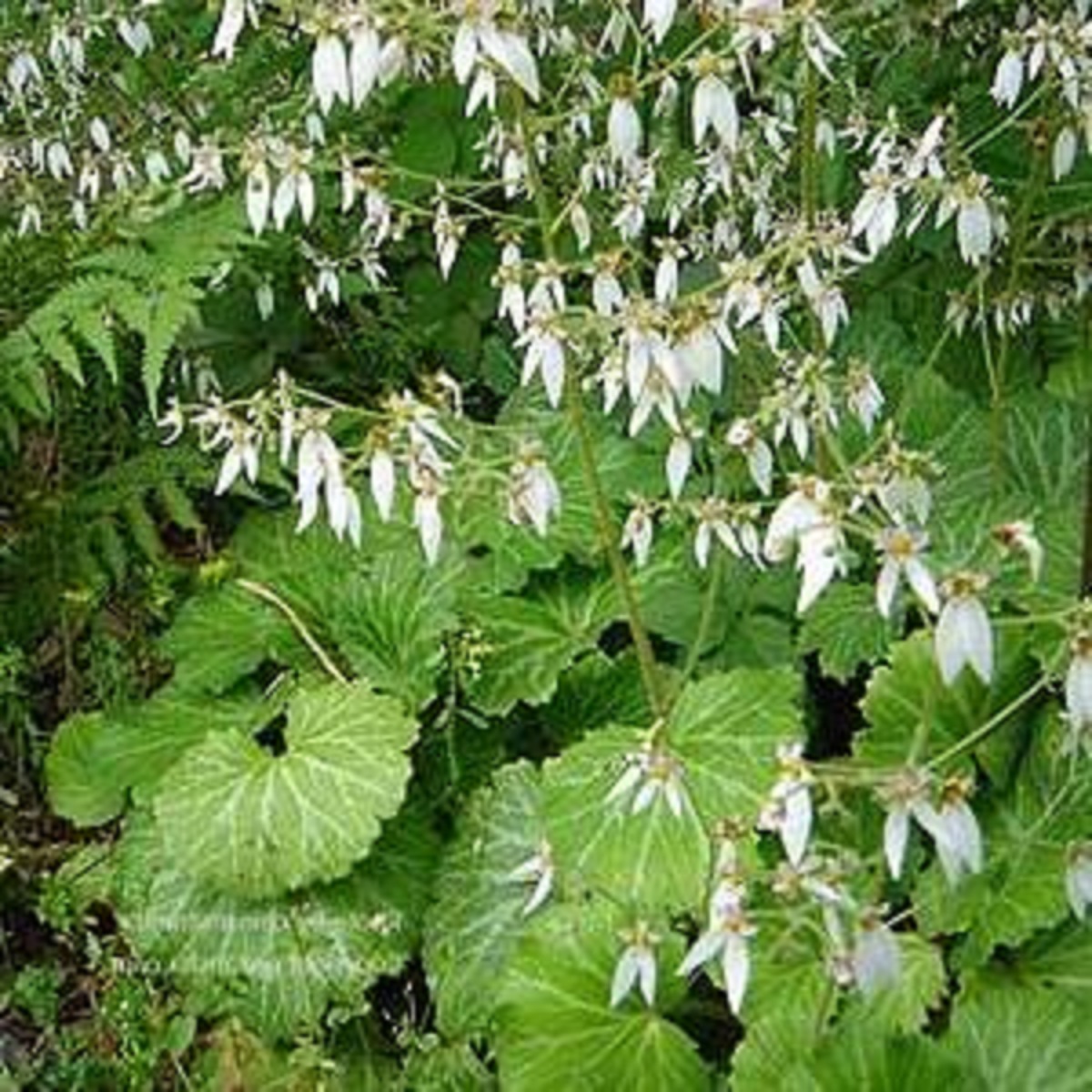 何を選ぶ 日陰の玄関周りを彩る おススメの植物 ウチソトスタイル