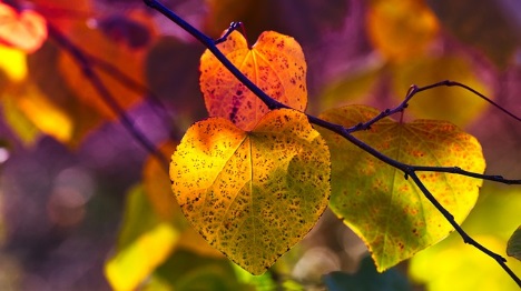 秋と春の季節で、葉色の変化を楽しめる我が家に似合った植物はどれ？