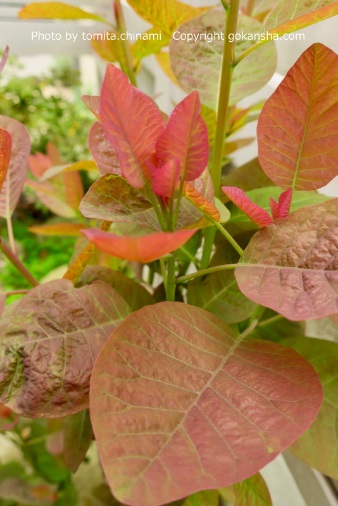 秋と春の季節で、葉色の変化を楽しめる我が家に似合った植物はどれ？