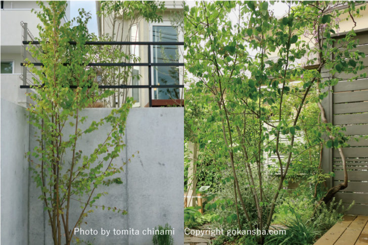 建築設計士が考える シンボルツリー の選び方とおすすめの樹木のご紹介 ウチソトスタイル
