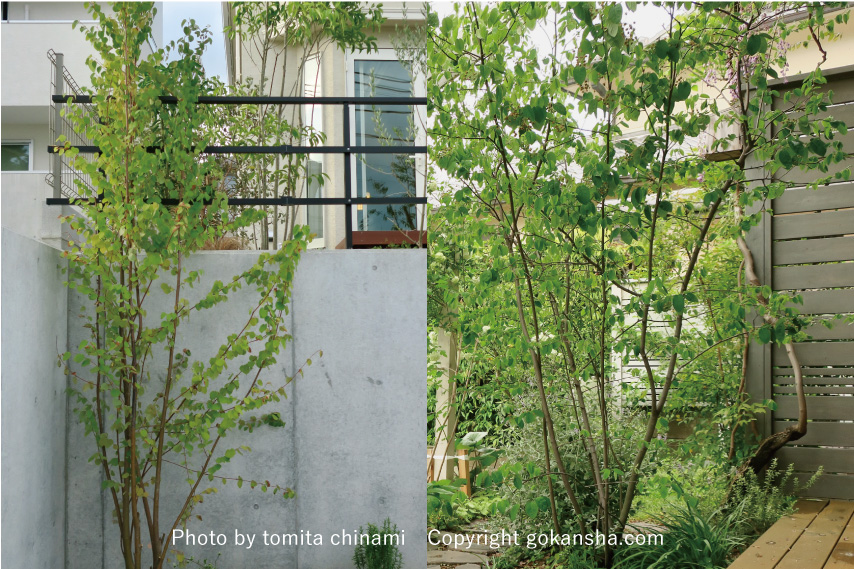 エクステリア空間の専門家 シンボルツリー の選び方とおすすめの樹木のご紹介 ウチソトスタイル