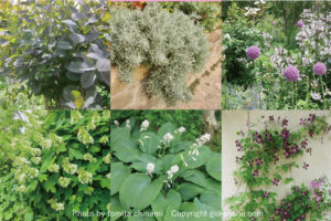 緑に囲まれ、目隠しや日陰・日差しをコントロールしてくれるおすすめの、つる性植物8選