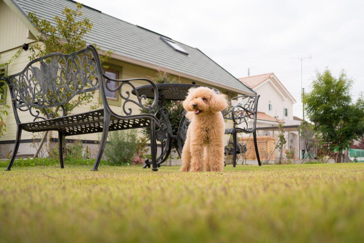 庭にドッグランを作ろう！フェンスや設備選びのコツと施工事例 ウチソトスタイル