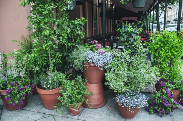 寄せ植えならぬ「寄せ鉢」ガーデニングで、狭い庭やエントランス、リウッドデッキを素敵に彩る