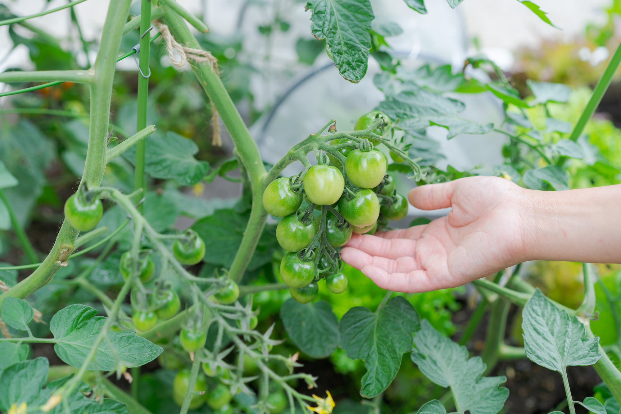 ベランダの家庭菜園で好みの作物を育てよう！家庭菜園の魅力と始め方、注意点を紹介