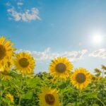 お庭の工夫で、夏を涼しく過ごす方法