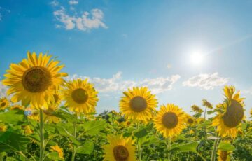 お庭の工夫で、夏を涼しく過ごす方法