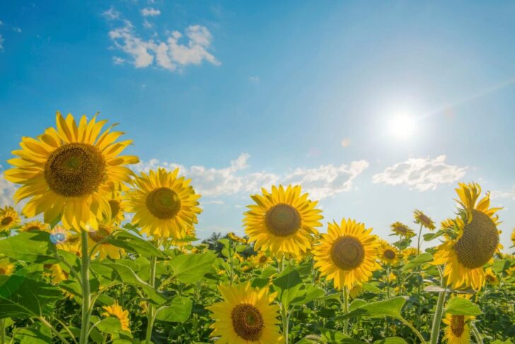 お庭の工夫で、夏を涼しく過ごす方法