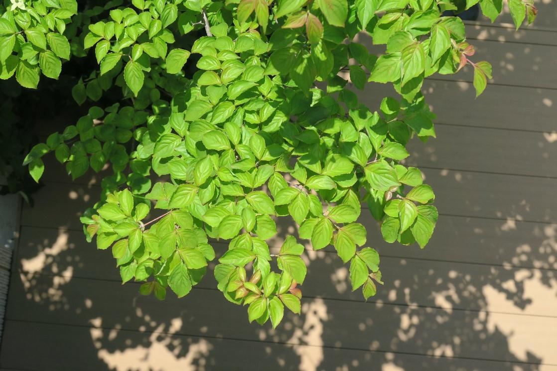 暑い夏、庭や窓に日陰をつくって快適に過ごす方法。 暑い夏、庭や窓に日陰をつくって快適に過ごす方法。