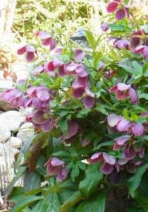 モダンな建物にも調和する、現代風の和の庭デザイン