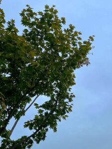 モダンな建物にも調和する、現代風の和の庭デザイン