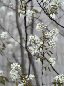 モダンな建物にも調和する、現代風の和の庭デザイン