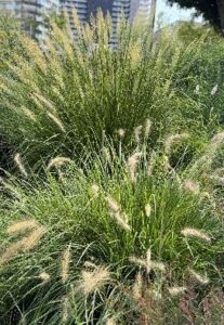 モダンな建物にも調和する、現代風の和の庭デザイン