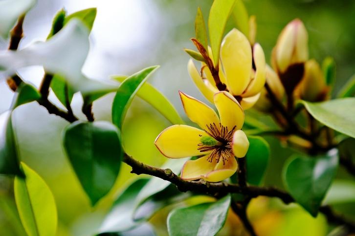 植物の香りを感じる、こころ豊かな「庭づくり」を楽しむ