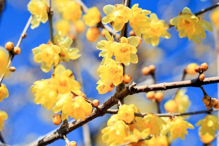 植物の香りを感じる、こころ豊かな「庭づくり」を楽しむ