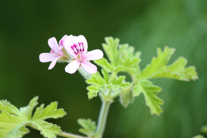 植物の香りを感じる、こころ豊かな「庭づくり」を楽しむ