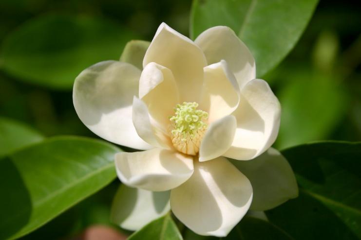 植物の香りを感じる、こころ豊かな「庭づくり」を楽しむ