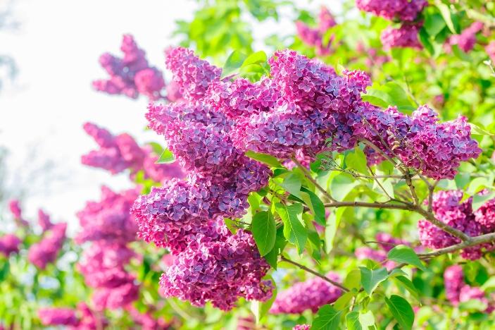 植物の香りを感じる、こころ豊かな「庭づくり」を楽しむ