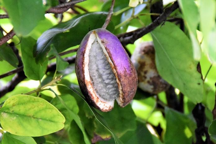 植物の香りを感じる、こころ豊かな「庭づくり」を楽しむ