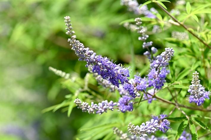 植物の香りを感じる、こころ豊かな「庭づくり」を楽しむ
