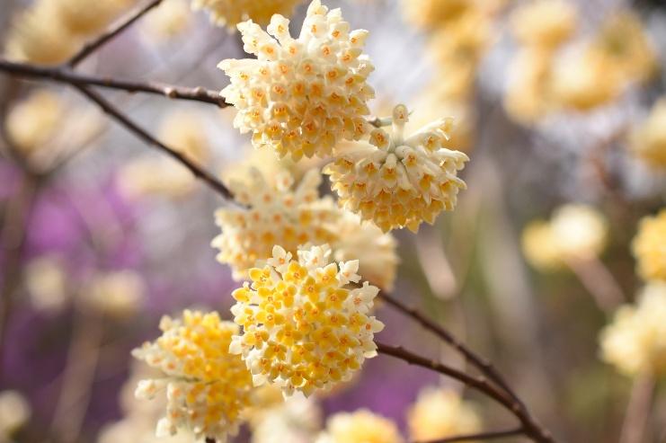 植物の香りを感じる、こころ豊かな「庭づくり」を楽しむ