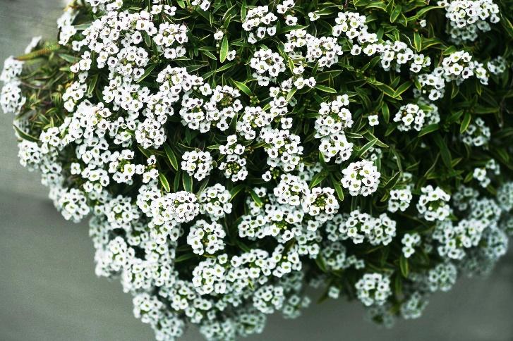 植物の香りを感じる、こころ豊かな「庭づくり」を楽しむ
