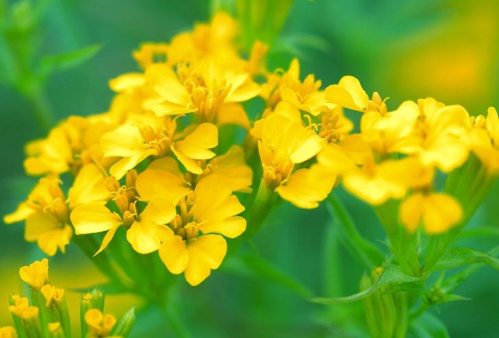 植物の香りを感じる、こころ豊かな「庭づくり」を楽しむ